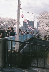 花見