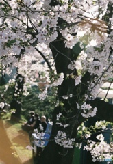 花見