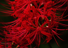 或る花