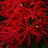 或る花