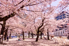 散り始めの桜