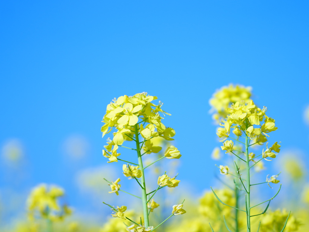 鳴子の菜の花