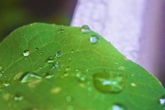 雨の日の雫