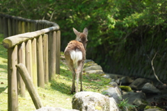 荒池園地の鹿さん