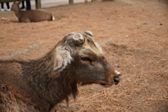 ポン爺　奈良の鹿さん