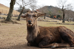 ポン爺　奈良の鹿さん
