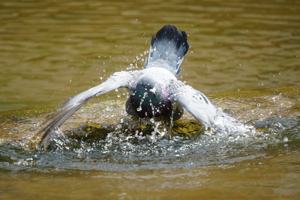ハトの水浴び（奈良公園）