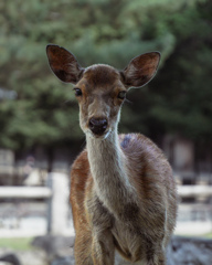 ドン婆ちゃん　奈良公園のお婆ちゃん鹿