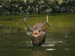 ジビエール　奈良の鹿さん