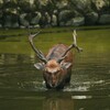 ジビエール　奈良の鹿さん