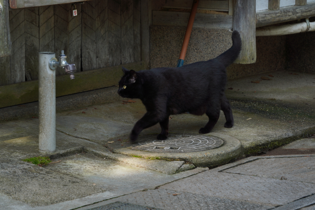 クロネコ