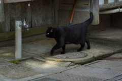 クロネコ