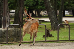 あーちゃん　奈良の鹿さん