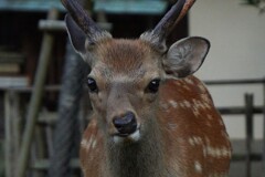 なすびくん　奈良公園の鹿さん