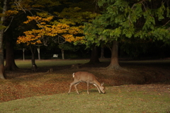 紅葉と鹿さん