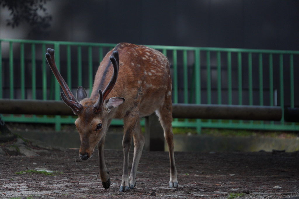 ポン爺　奈良の鹿さん