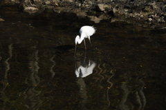 荒池園地の白鷺（奈良公園）