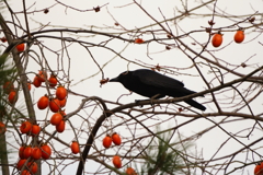 柿食えば、、　（奈良公園のカラスさん）