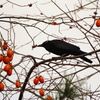 柿食えば、、　（奈良公園のカラスさん）