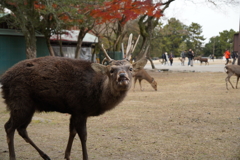 あーちゃん　奈良の鹿さん