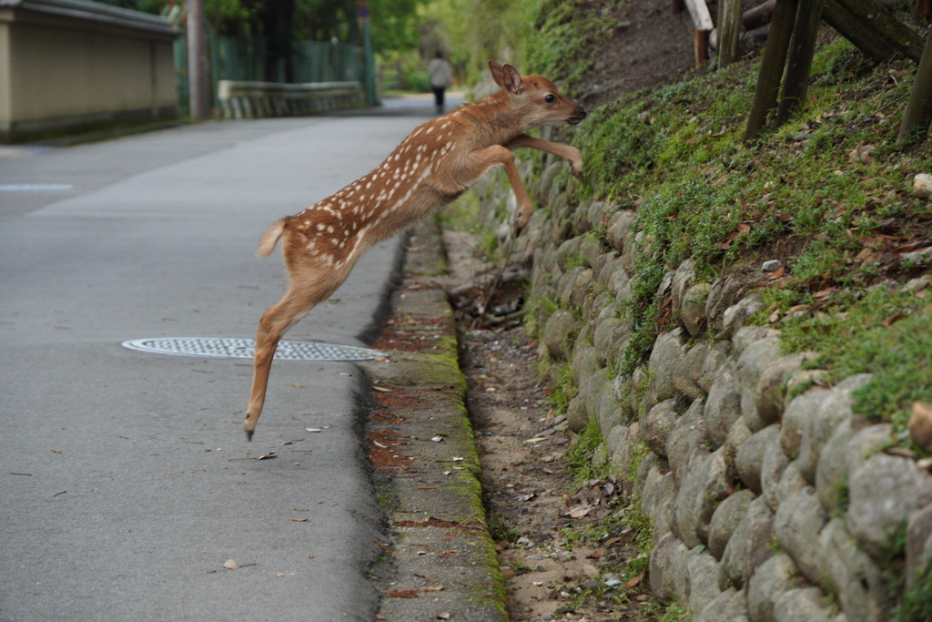 バンビージャンプ