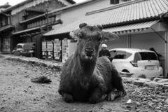 ポン爺　奈良の鹿さん