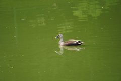 荒池のカモさん　奈良公園