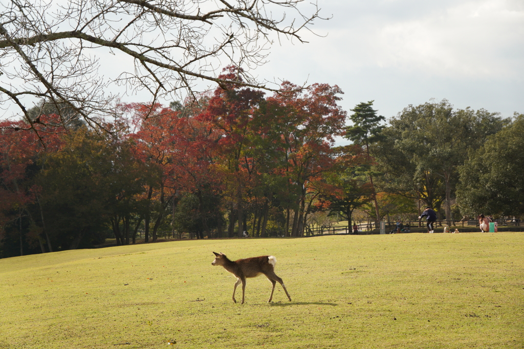 紅葉と鹿さん