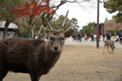 あーちゃん　奈良の鹿さん