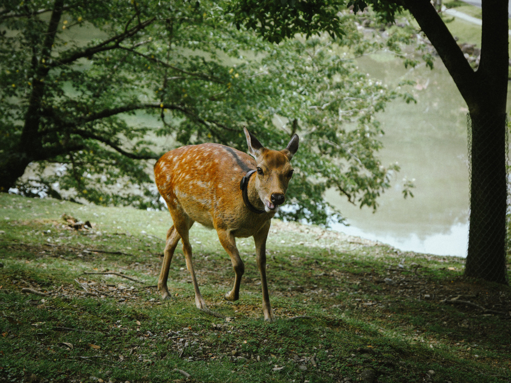蘭子姐さん　奈良公園の鹿さん