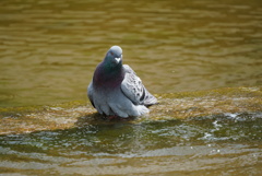 ハトの水浴び（奈良公園）