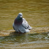 ハトの水浴び（奈良公園）