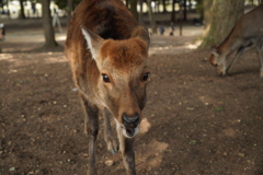 パルママのお友達　奈良の鹿さん
