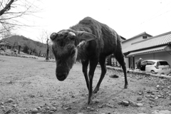 ポン爺　奈良の鹿さん