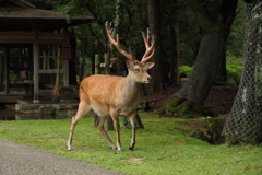 いっちゃん　奈良の鹿さん