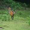 コハクちゃん　奈良の鹿さん