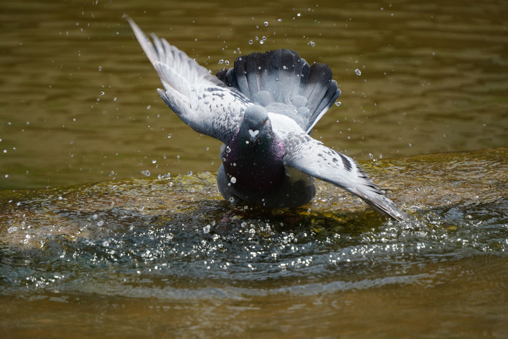 ハトの水浴び（奈良公園）