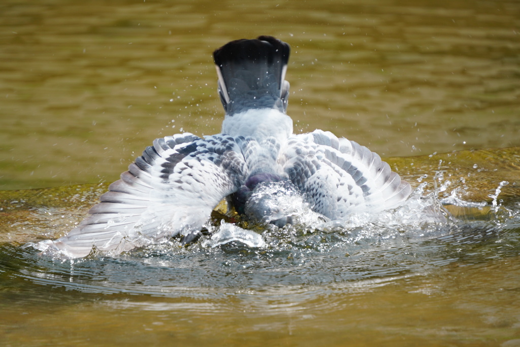 ハトの水浴び（奈良公園）