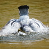 ハトの水浴び（奈良公園）