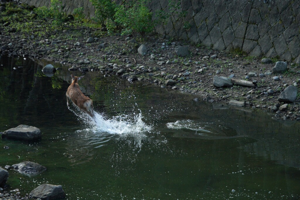 水の中で飛び跳ねる鹿さん