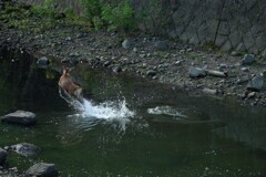 水の中で飛び跳ねる鹿さん