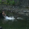 水の中で飛び跳ねる鹿さん