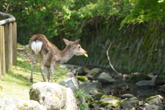 荒池園地の鹿さん