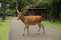 いっちゃん　奈良の鹿さん