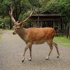 いっちゃん　奈良の鹿さん