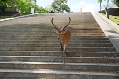 階段を下りてきた鹿さん