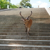 階段を下りてきた鹿さん
