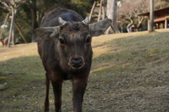 タロウちゃん　奈良の鹿さん