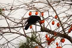 柿食えば、、　（奈良公園のカラスさん）