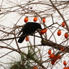 柿食えば、、　（奈良公園のカラスさん）